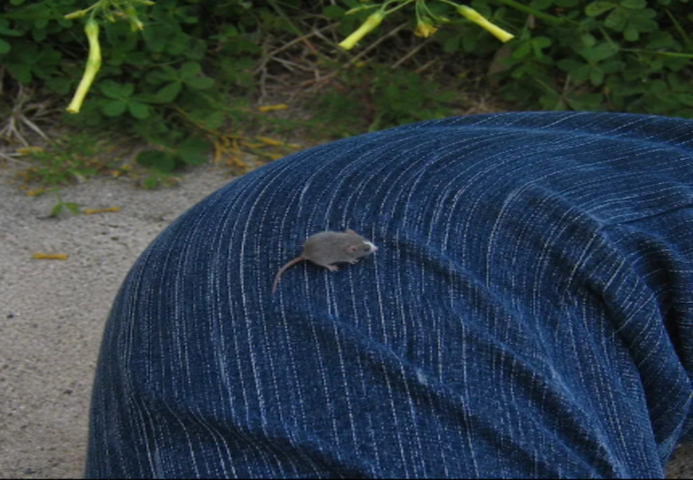 A Small rat sitting on a person's leg.